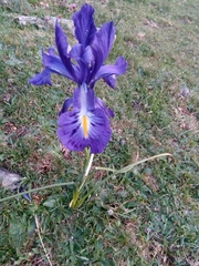 Iris latifolia