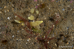 Sphaerotylus renoufi