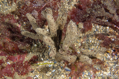 Raspailia ramosa