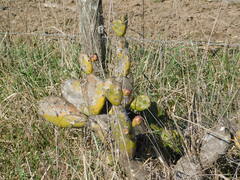 Opuntia rioplatense