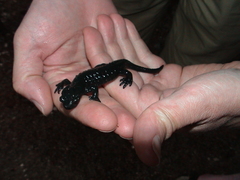 Salamandra atra
