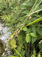 Carex albolutescens