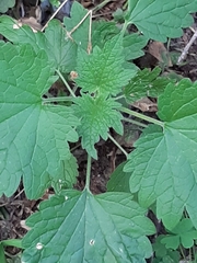 Leonurus cardiaca