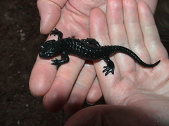 Salamandra atra