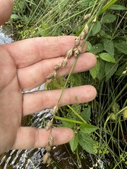 Carex albolutescens