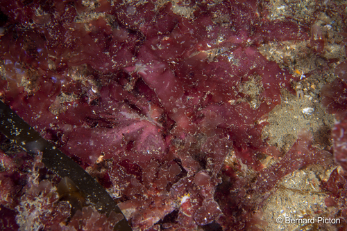 Drachiella spectabilis