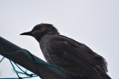 Hypsipetes amaurotis