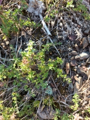 Thymus baicalensis