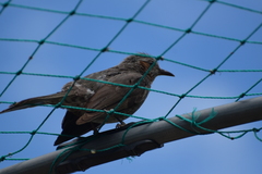 Hypsipetes amaurotis