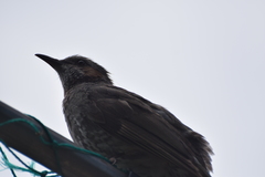 Hypsipetes amaurotis