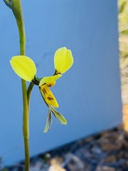 Diuris unica