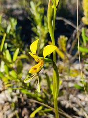 Diuris unica