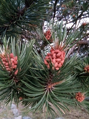 Pinus