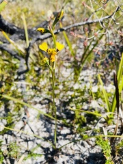 Diuris unica