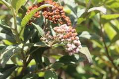 Pluchea carolinensis, recorded fruiting