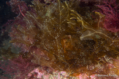 Dictyopteris polypodioides