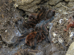 Plesiopelma longisternale