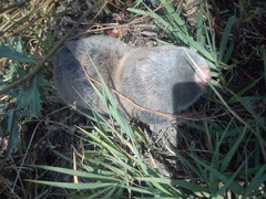 Nannospalax leucodon