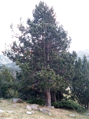 Pinus