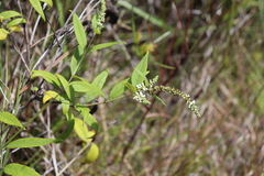 Buddleja asiatica, recorded flowering