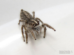 Trydarssus pantherinus