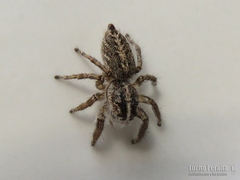 Trydarssus pantherinus