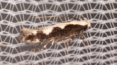 Agnippe prunifoliella