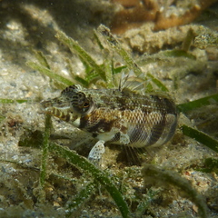 Parapercis australis