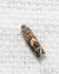 Grapholita interstinctana