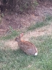 Sylvilagus floridanus