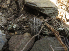 Trydarssus pantherinus