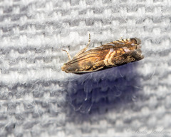 Grapholita interstinctana