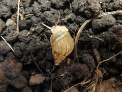 Discoleus aguirrei