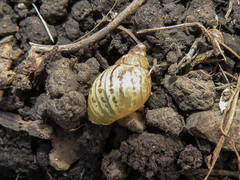 Discoleus aguirrei