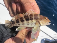 Centropristis ocyurus