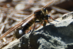 Promachus yesonicus