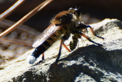 Promachus yesonicus