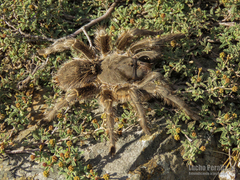 Grammostola vachoni