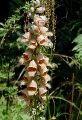 Digitalis ferruginea