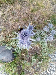 Eryngium bourgatii