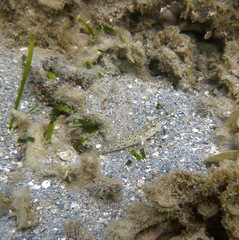 Ctenogobiops aurocingulus