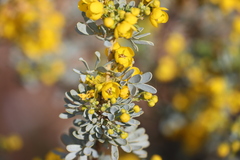Senna artemisioides alicia