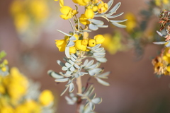 Senna artemisioides alicia