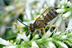 Halictus