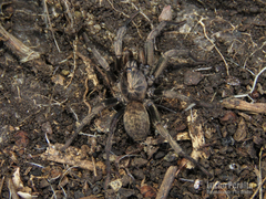 Acanthogonatus centralis