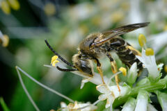 Halictus