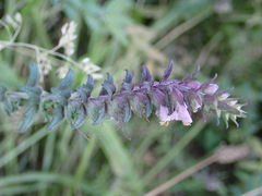 Odontites vulgaris