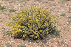 Senna artemisioides alicia