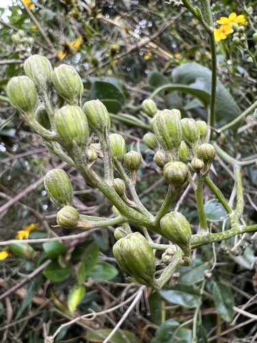 Dendrophorbium americanum, photograph 1