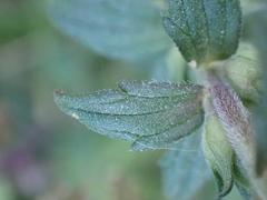 Odontites vulgaris